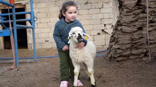 Muş'ta Küçükbaş Hayvan Popülasyonu 1.4 Milyonu Aştı: Devlet Destekleri Doğumları Artırıyor