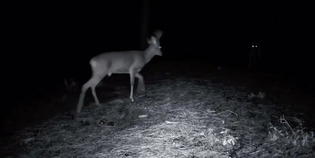 Tekirdağ’ın Ganos Dağı’nda Fotokapanada Görülen Kurt ve Karacalar