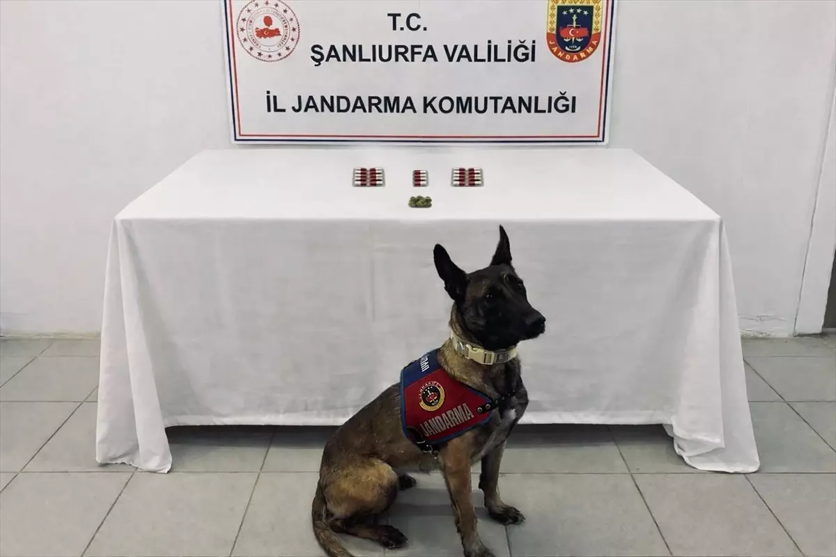Şanlıurfa'da uyuşturucu operasyonu görseli