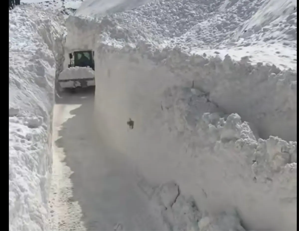 Van’ın Başkale İlçesinde Çığlar Yol Kapattı: Kurtarma Ekipleri Seferber Oldu