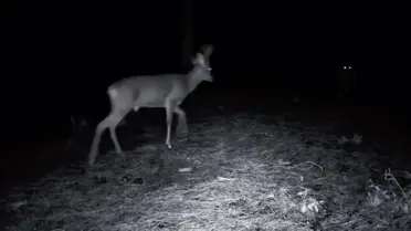 Tekirdağ’ın Ganos Dağı’nda Fotokapanada Görülen Kurt ve Karacalar