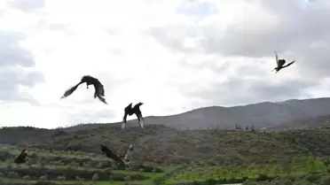 Doğaya serbest bırakılan kuşlar