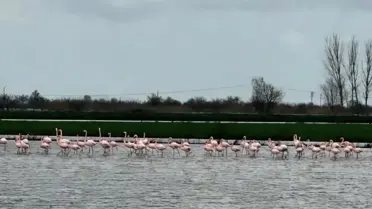 Büyük Menderes’in Taşkın Sularında Flamingo Gösterisi