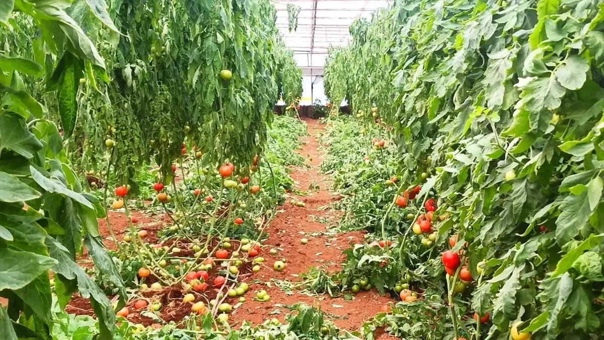 Fethiye’de Şiddetli Fırtına ve Yağış Sonrası Hasar Tespit Çalışmaları Başladı