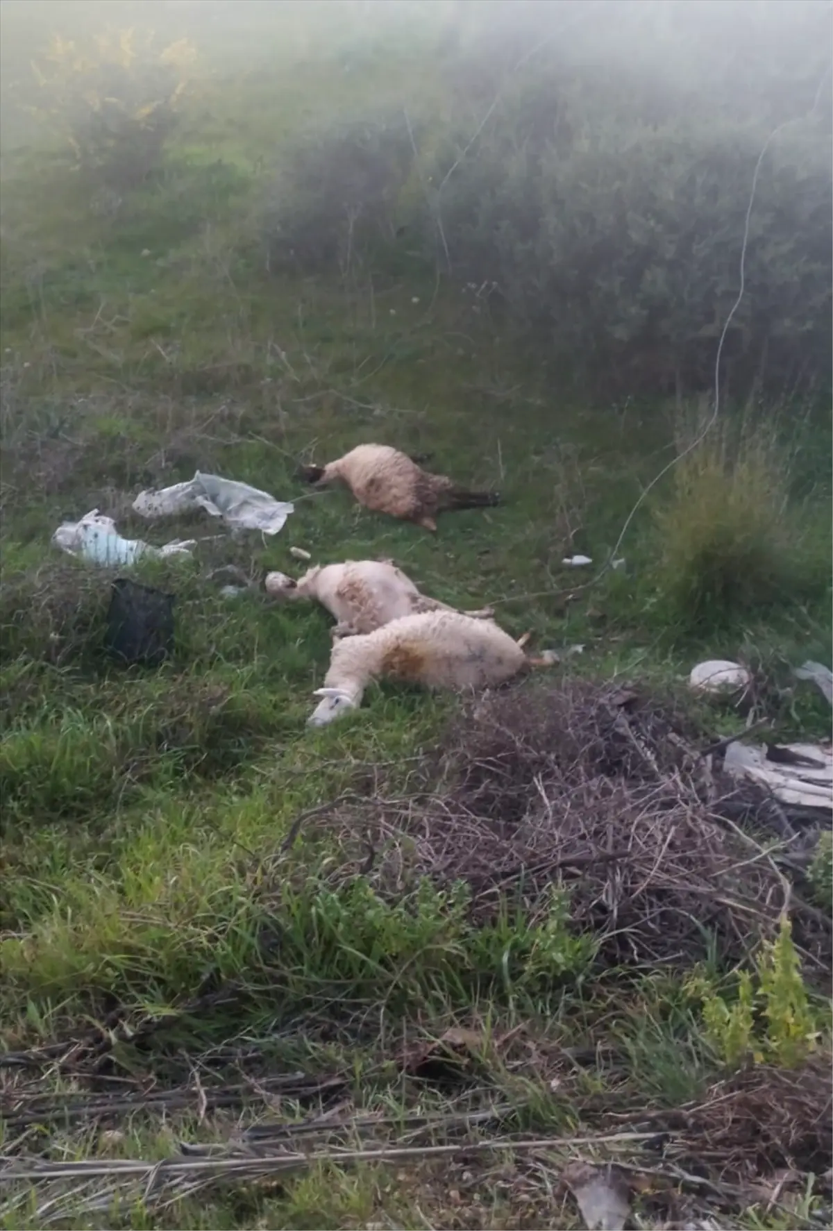 Manavgat'ta Kırılan Elektrik Telleri 3 Kuzuya Can Sürdü