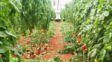 Fethiye’de fırtına sonrası hasar tespiti