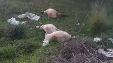 Manavgat'ta Kırılan Elektrik Telleri 3 Kuzuya Can Sürdü