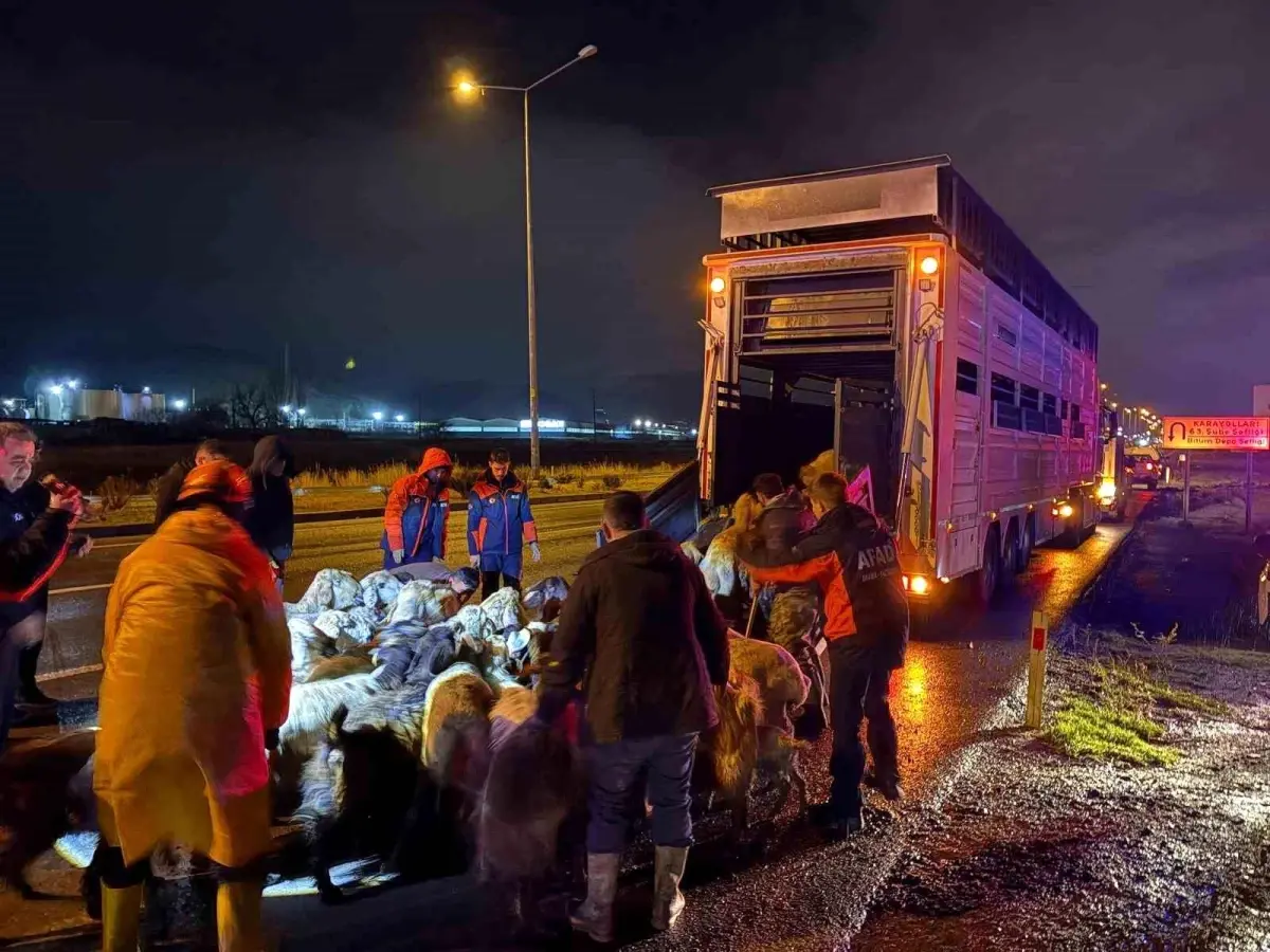 Kayseri Kocasinan’da Sel Tehlikesi: 200 Hayvan Güvenli Bölgeye Alındı