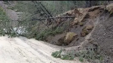 Akdağ’da Şiddetli Heyelan: Çam Ormanında Ağaçlar Yere Yığıldı