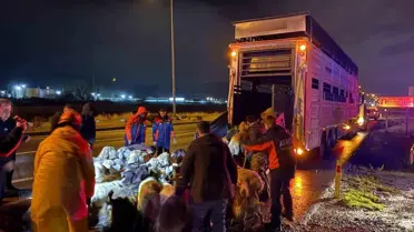 Tahliye edilen hayvanların yeni barınağı