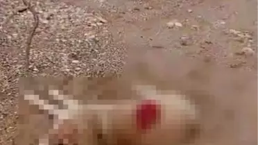 Manavgat'ta Köpeği Tüfekle Vuran Şahıs Gözaltına Alındı