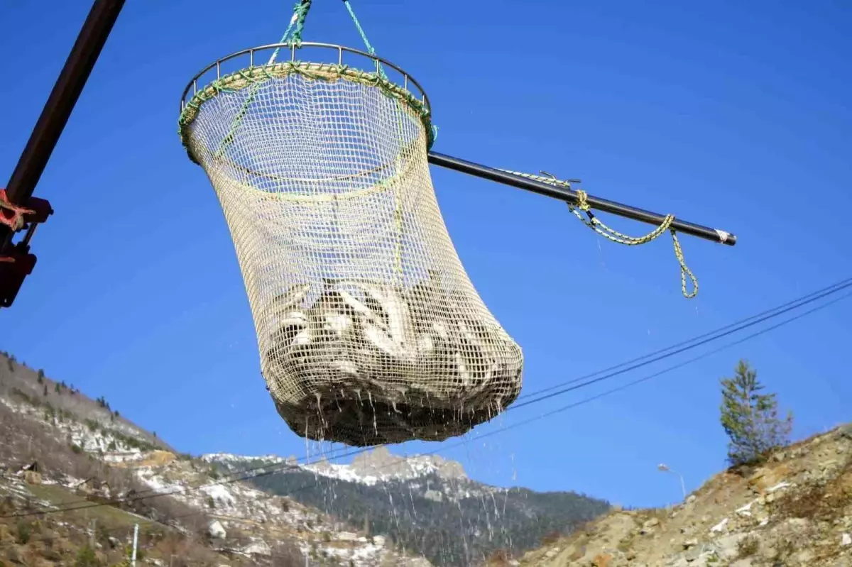 Gümüşhane'de Alabalık Üretimi 2 Bin Tonu Aştı, İhracat Potansiyeli Yükseliyor
