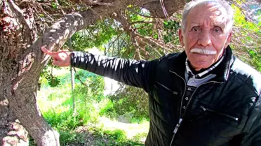 Alaçatı’da Sakız Üretiminin 70 Yıllık Yolculuğu: Gelenekten Modernliğe