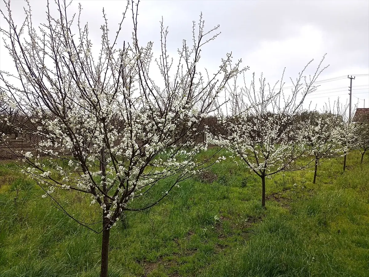 Karamürsel'de erik ağaçları çiçek açtı
