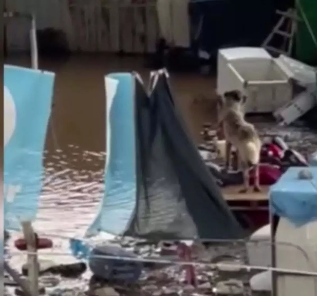 Turgutlu’da sel felaketi sonrası kurtarılan köpekler