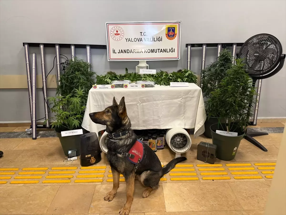 Yalova uyuşturucu operasyonu
