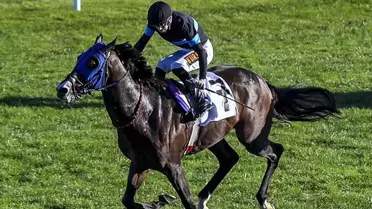 TİGEM, 100 Milyon TL'lik Yarış Atları İddiasını Yalanladı: 6 At Trafik Kazasında Hayata Veda Etti