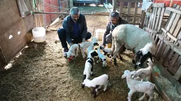 Pamukkale'de Tek Seferde 9 Kuzu Doğuran Sakız Koyunu Şaşırtıyor