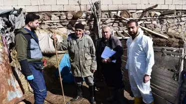 Hakkari'de Kışın Büyükbaş Hayvanlara Aşılama ve Küpeleme Çalışmaları Hız Kesmeden Sürüyor