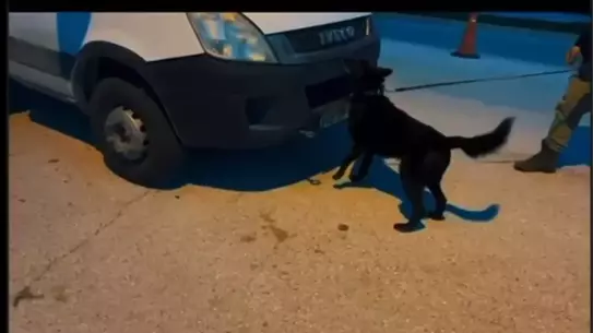 Hatay’ın Hassa İlçesinde 11,2 kg Skunk Ele Geçirildi, 4 Şahıs Gözaltına Alındı