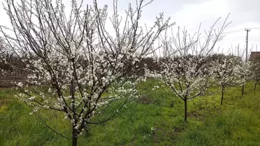 Karamürsel’de Erken Çiçek Açan Erik Ağaçları Sıcak Havanın İşareti