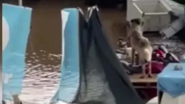 Sel Felaketi Sonrası Turgutlu’da İki Köpek Kurtarıldı