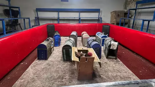 Horozların koruma altına alındığı an