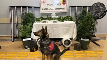 Yalova’da Skunk Operasyonu: 2 Şahıs Yakalandı, 342 Gr Skunk Ele Geçirildi