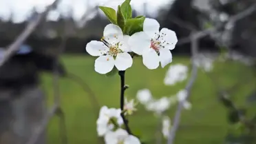 Samsun Yakakent'te Şubat Ayında Erik Ağaçları Çiçek Açtı