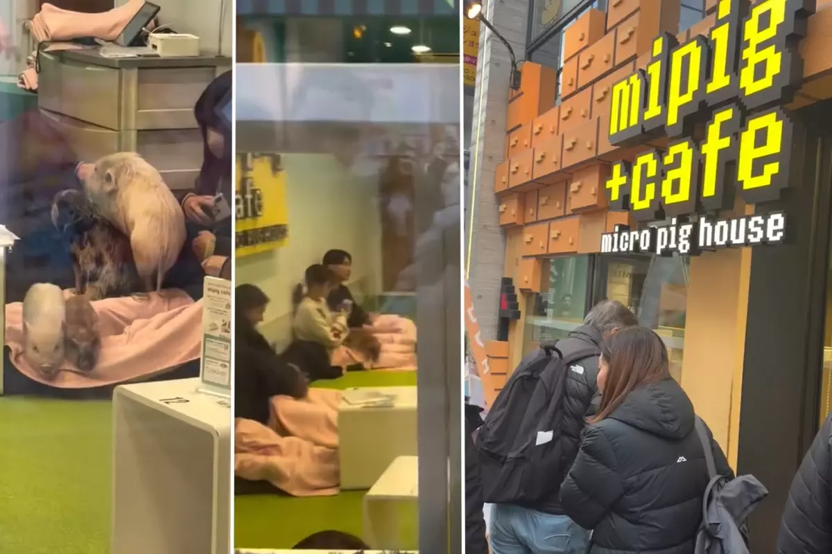 Japonya’da “Domuz Kafe” Şokunu Yaşayan Türk Gezginin Anlatımı