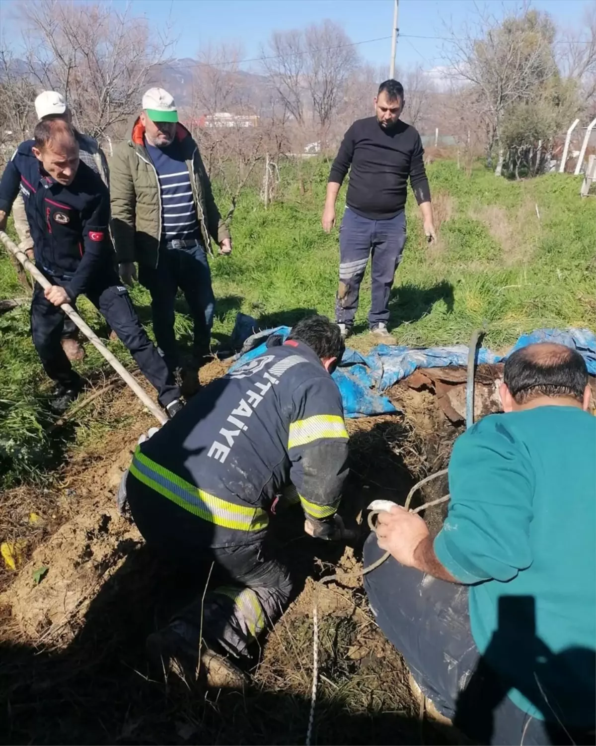 Denizli Sarayköy'de foseptik çukuruna düşen inek