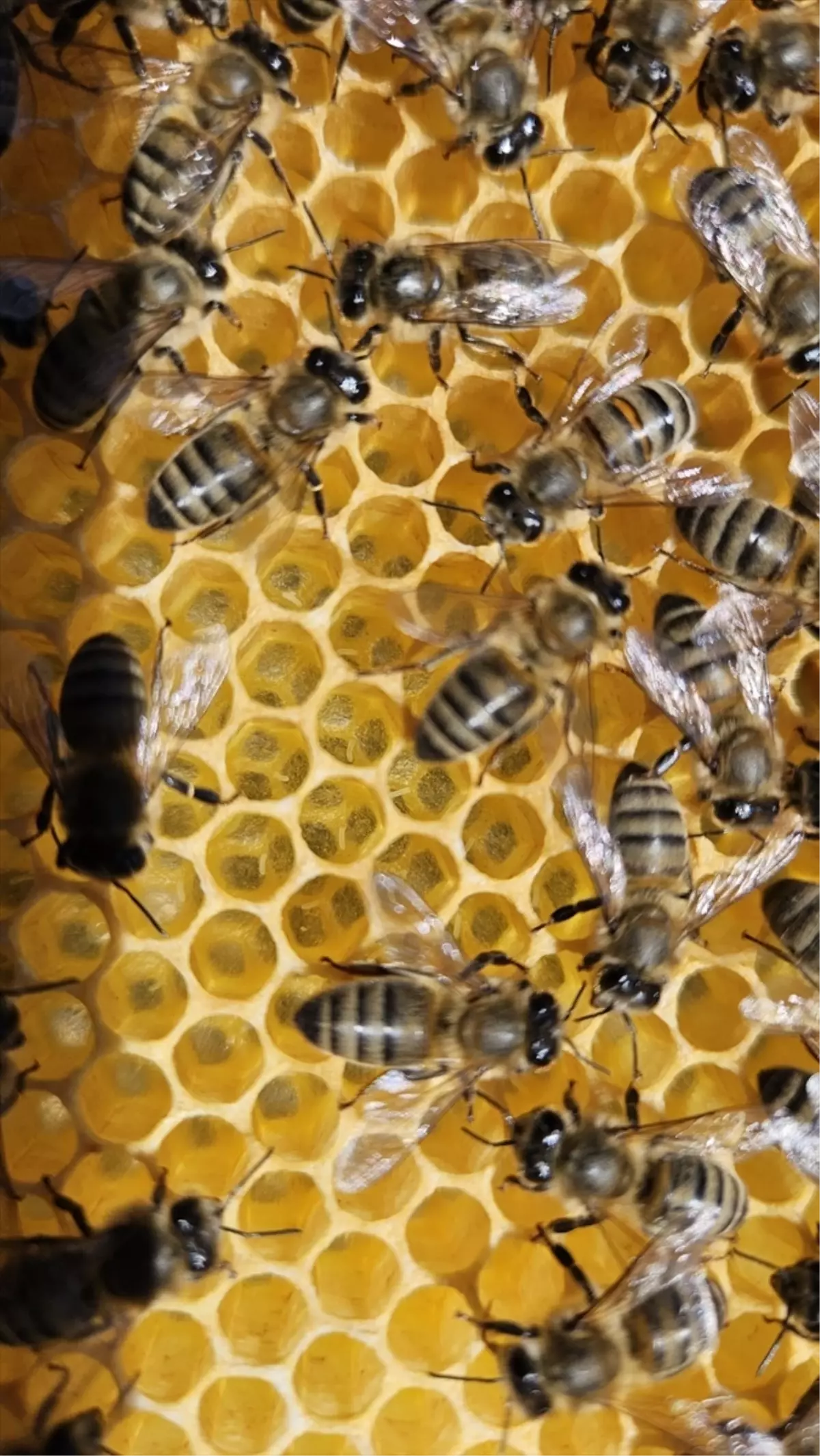 Eceabat’ta Arı Kapan Kapasitesi Belirlendi: 2026 Hedefleri Açıklandı