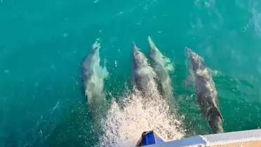 Samsun Açıklarında Yunus Sürüsü Balıkçı Teknesine Şaşırtıcı Bir Şekilde Katıldı
