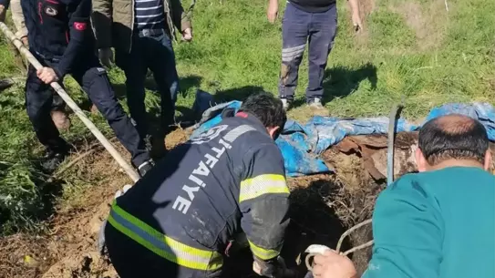 Denizli Sarayköy'de Foseptik Çukuruna Düşen İnek İtfaiye Ekipleri Tarafından Kurtarıldı