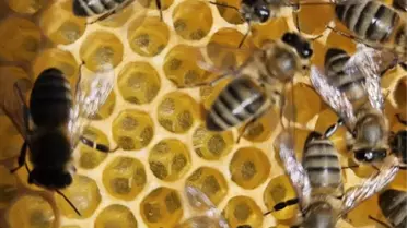 Eceabat’ta Arı Kapan Kapasitesi Belirlendi: 2026 Hedefleri Açıklandı