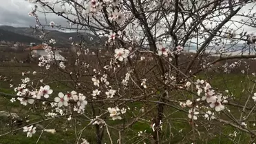 Isparta’da Badem Ağaçları İlk Çiçeklerini Gösterdi: Eğirdir ve Aksu’da Görüntüleme Şöleni