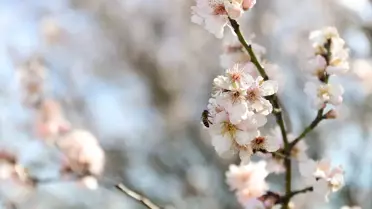 Kırklareli'de Badem Ağaçları İlkbahar Coşkusuyla Çiçek Açtı