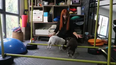 Ankara’da İkiz Chihuahua’lar Pilatesle Formda: Maya ve Çakıl’ın Zayıflama Serüveni