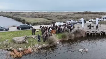 Pelikanların serbest bırakıldığı an