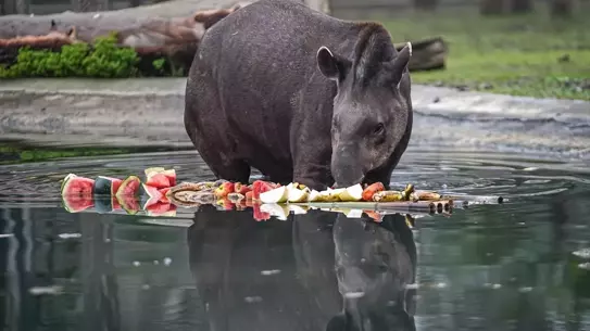 Bursa Hayvanat Bahçesi'nde Kışa Özel Tapir Beslenme Programı Başlatıldı