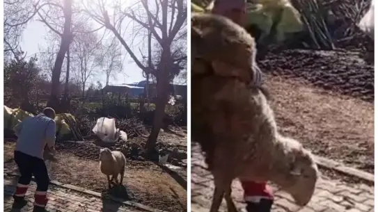 Eski Dünya Şampiyonu Nazmi Kahveciler, Koçla Şaka Gibi Güreşirken Sosyal Medyada Büyük İlgi Topladı