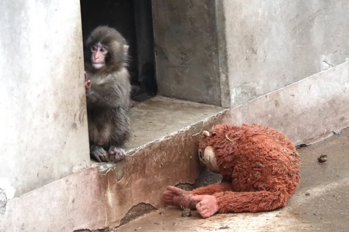 Yavru maymun Punch'ın kapak fotoğrafı