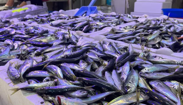 Balık pazarı ve istavrit tezgahı