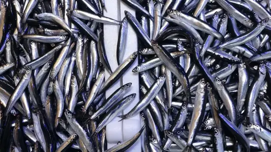 Ocak ayında istavrit rekor satış yaptı, hamsi ikinci sırada