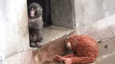 Japonya Hayvanat Bahçesinde Yavru Maymun Punch'ın Üzücü Son Anları