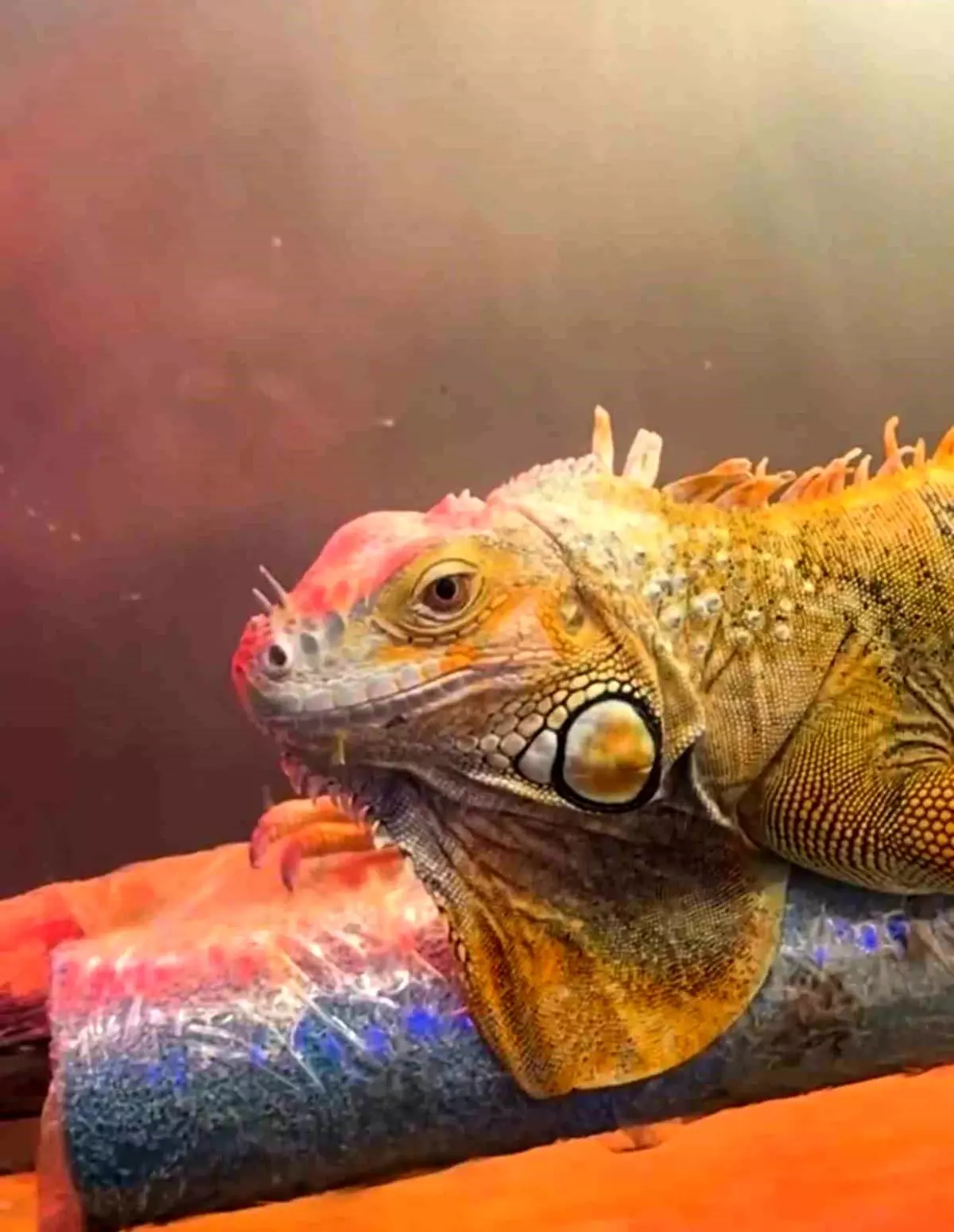 Samsun’da CITES Kapsamındaki 3 Koruma Altındaki Hayvan Kaçakçılığına Darbe