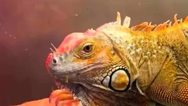 Ele geçirilen hayvanların fotoğrafı