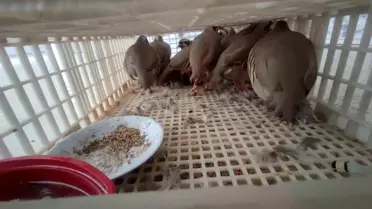 Ele geçirilen kanatlı hayvanların fotoğrafı