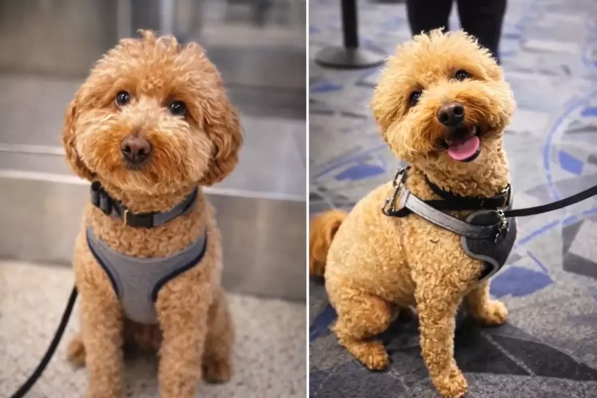 Las Vegas Havalimanında Kadın, 2 Yaşındaki Goldendoodle Köpeğini Gişe Bağlayarak Kaçtı ve Gözaltına Alındı