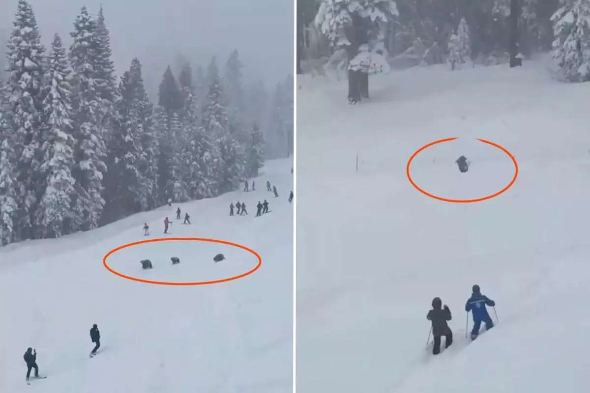 Lake Tahoe Kayak Pistinde Üç Ayı: Panik Anları ve Sakin Çözüm